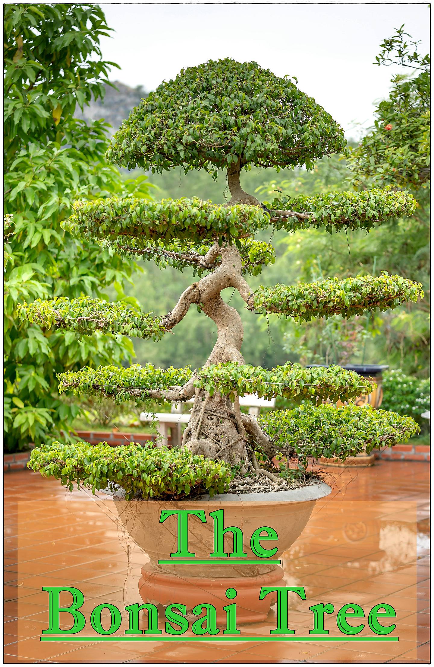 The Bonsai Tree Concert Band Sheet Music | J.W. Pepper